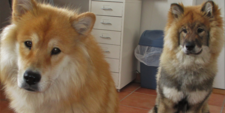 Foto zwei Eurasier