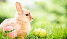 Foto zeigt einen Osterhasen, der im Gras sitzt